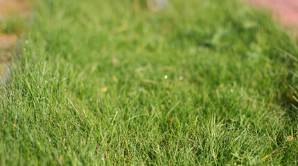 Fresh green grass, banner design. Spring season. Photo with copy space