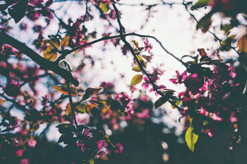 The sun's rays pass through a flowering sakura branch.