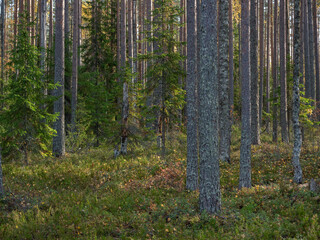 Fototapeta premium Brown pine trunks in a pine forest on a sunny day