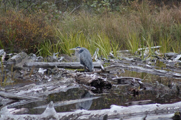 Great Blue Heron