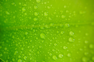 A beautiful green leaf texture with raindrops background