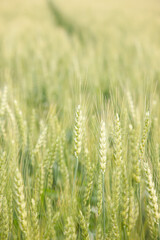 佐賀県の小麦畑