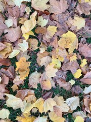 autumn leaves background