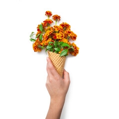 The girl's hand holds a waffle cone with marigold flowers. White isolated background. Greeting card. Copy space, flat lay.