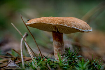 Brown orange closeup(macro) of forest autumn mushrooms. Gathering mushrooms. Autumn mushrooms macro photo. Forest and moss photo close up, forest background. Autumn. Fallen leaves and mushrooms.