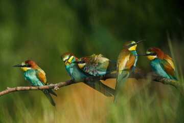 two Golden bee eaters sit on a branch on a green background and feed each other