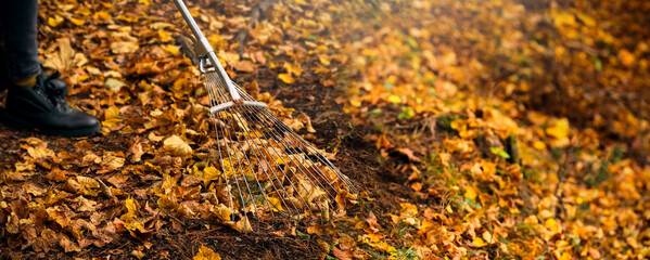 Rake with fallen leaves at autumn. Woman holding a rake and cleaning lawn from leaves Close-up. High quality photo