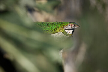 European green lizard climbs stone