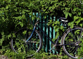 Fototapeta na wymiar retro bike near a wooden fence in raspberry bushes