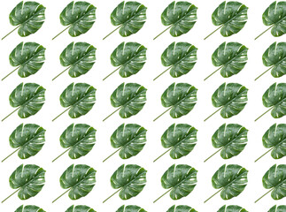 Seamless pattern of Monstera palm leaf, isolated on white
