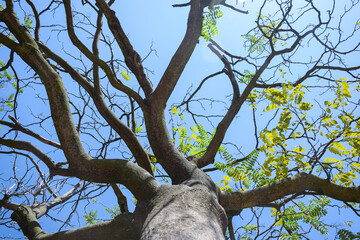 A tree with few leaves shot from below against a bright blue sky