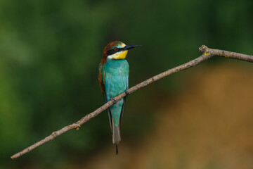A Golden bee eater sits on a branch on a green background