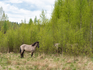 Obraz na płótnie Canvas Herd of wild horses Tarpan in the wild. The nature of Belarus.