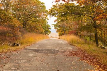road in autumn forest