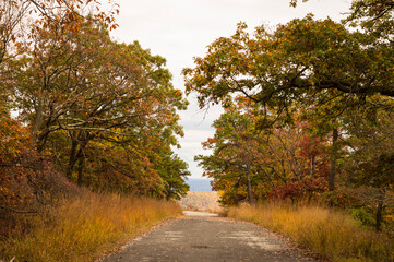 Fototapeta premium road in the autumn