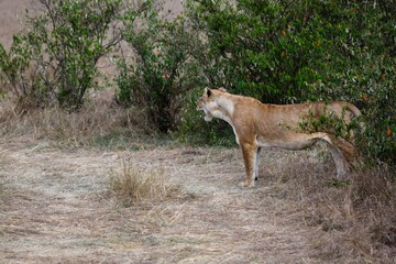 portrait of leo in the savanna