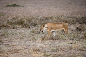 portrait of leo in the savanna