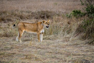 portrait of leo in the savanna