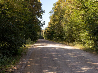 Forest road on a Sunny summer day.
