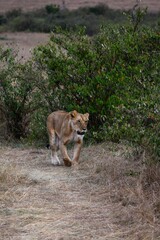 portrait of leo in the savanna