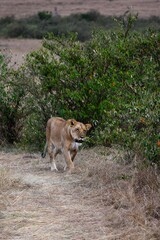portrait of leo in the savanna