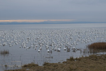 Naklejka premium Snow Geese Migration