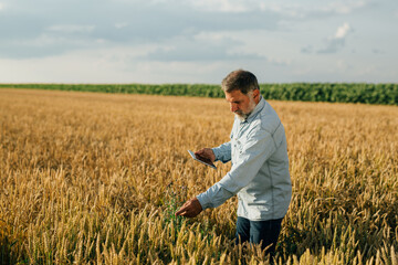 agronomist inspecting wheat in wheat field