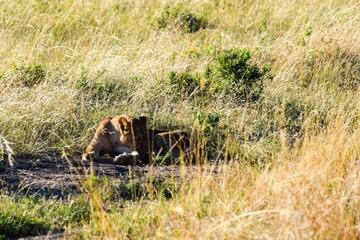 portrait of leo in the savanna