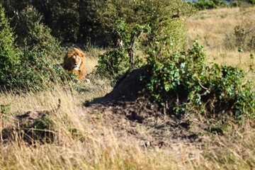 portrait of leo in the savanna