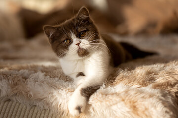 Bildschönes BKH Kitten in chocolate white, süß und verspielt mit großen runden Augen