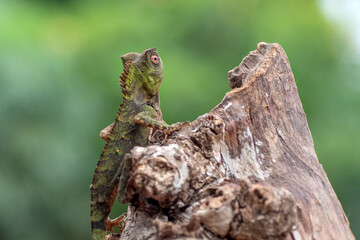 Chameleon anglehead lizard on tree branch