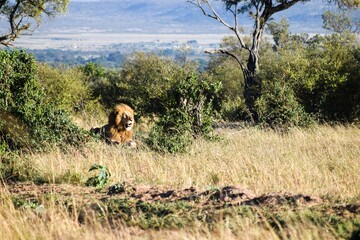 portrait of leo in the savanna