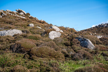 Heather growing around carboniferous limestone, Gower Peninsula