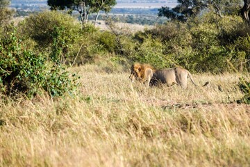 portrait of leo in the savanna