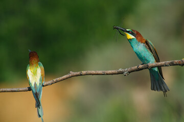 A Golden bee eater sits on a branch on a green background