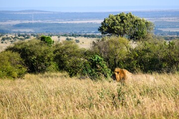 portrait of leo in the savanna