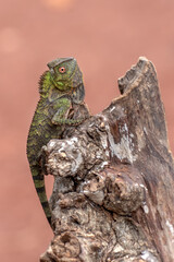 Chameleon anglehead lizard on tree branch