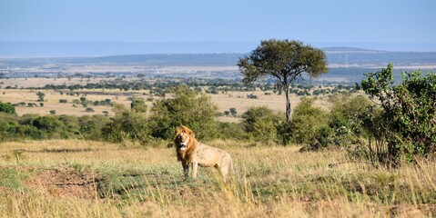 Naklejka premium portrait of leo in the savanna