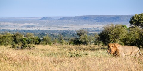 Fototapeta premium portrait of leo in the savanna