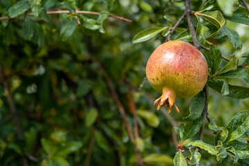 Ripe pomegranate on the tree branch, copy space