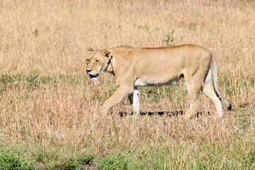 Fototapeta na wymiar portrait of leo in the savanna