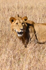 portrait of leo in the savanna
