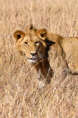 portrait of leo in the savanna