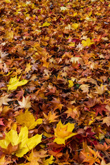 Piles of autumn leaves
