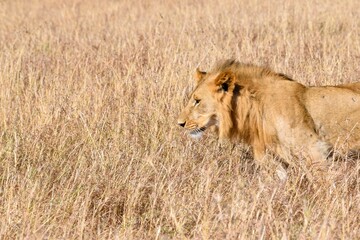 portrait of leo in the savanna