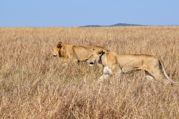 portrait of leo in the savanna