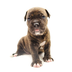 Isolated Staffordshire terrier one-month puppy dog. Young puppy dog sitting on white blanket. Puppy dog looking at camera with puppy dog eyes. One month puppy dog.