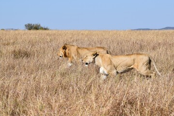 portrait of leo in the savanna
