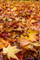 Piles of autumn leaves