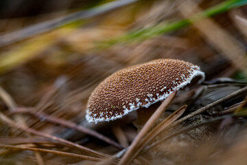 Сloseup of forest autumn mushroom with spikes. Gathering mushrooms. Brown mushrooms macro photo. Forest and moss photo close up, forest background. Fall. Fallen leaves and mushrooms.